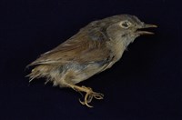 藏品(繡眼畫眉)的圖片